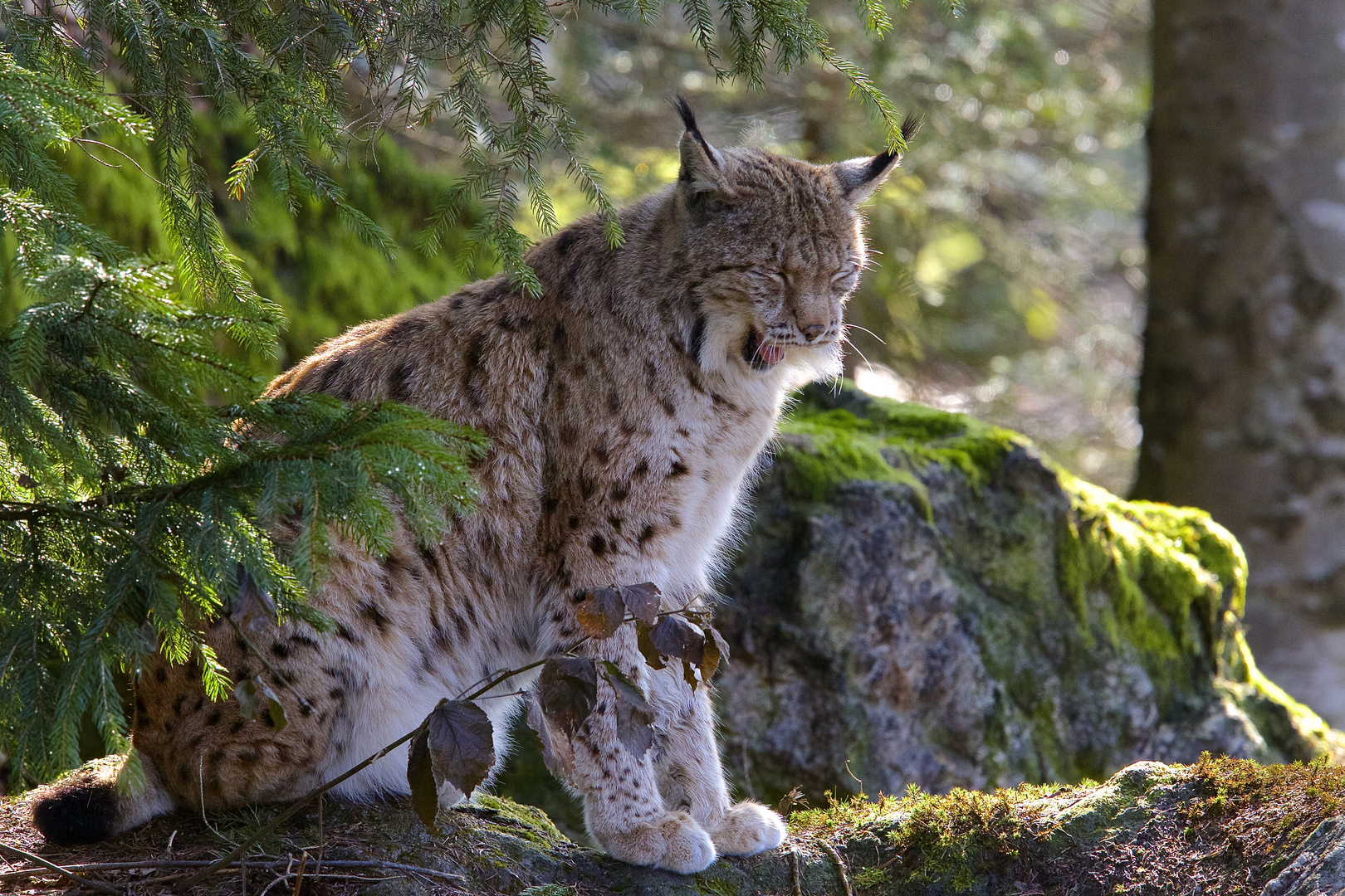 beim Luchs, Nationalpark Bay.Wald.....