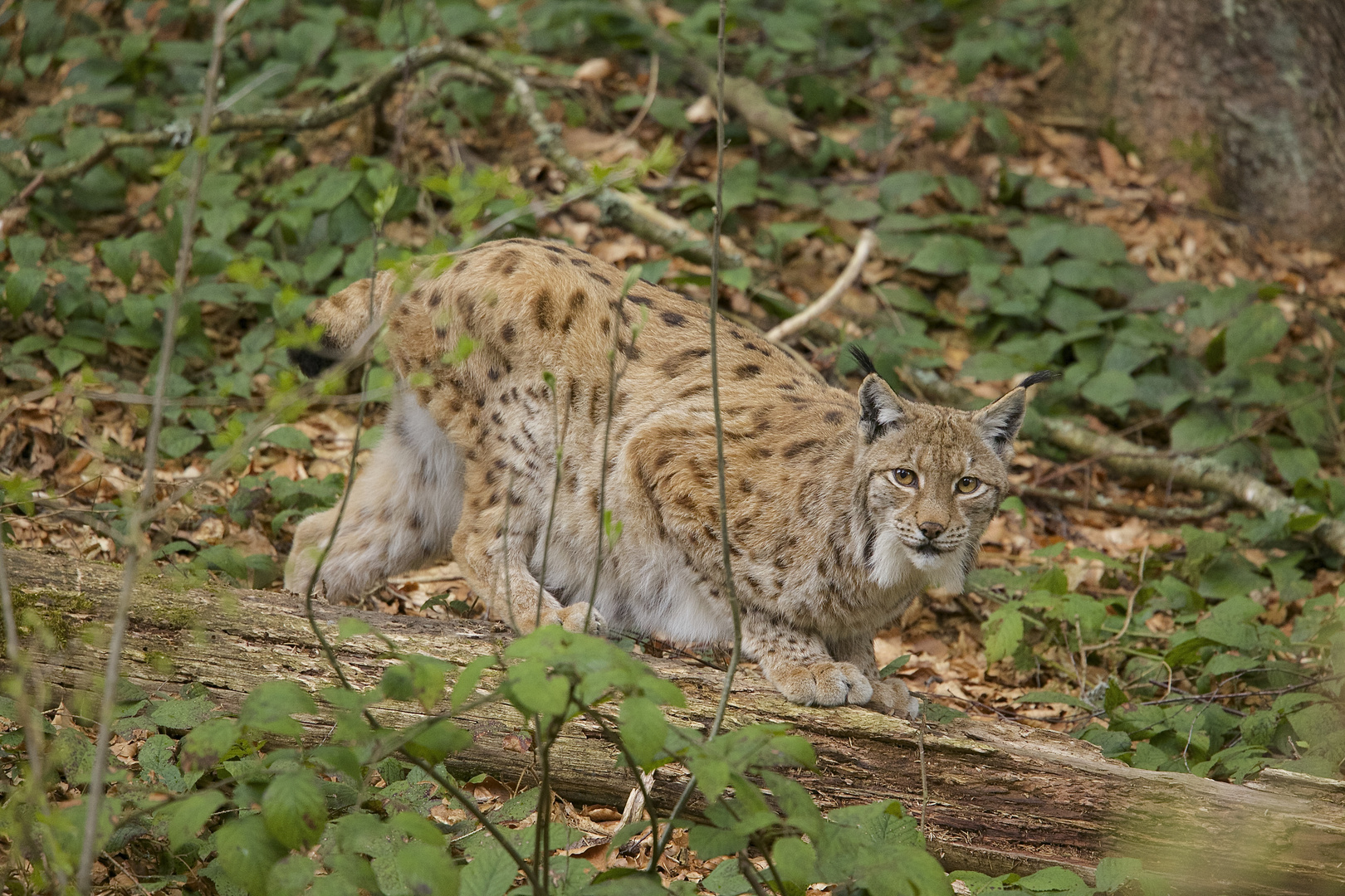 beim Luchs, Nationalpark Bay.Wald