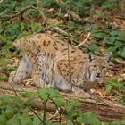 beim Luchs, Nationalpark Bay.Wald