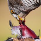 Beim Mittagessen- Bitte nicht stören 03