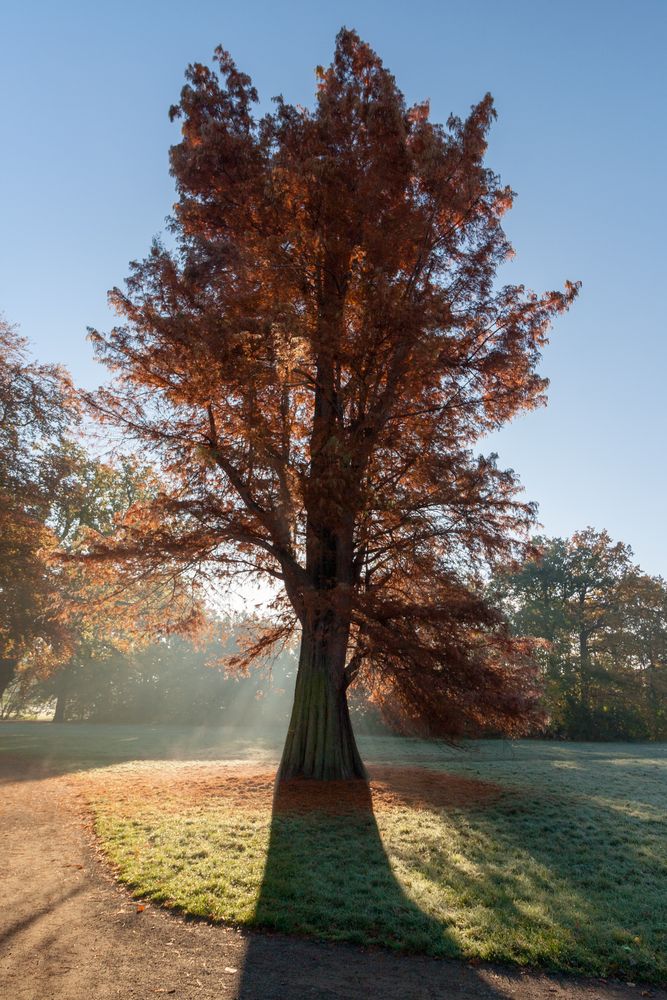 Beim Morgenspaziergang im Herbst