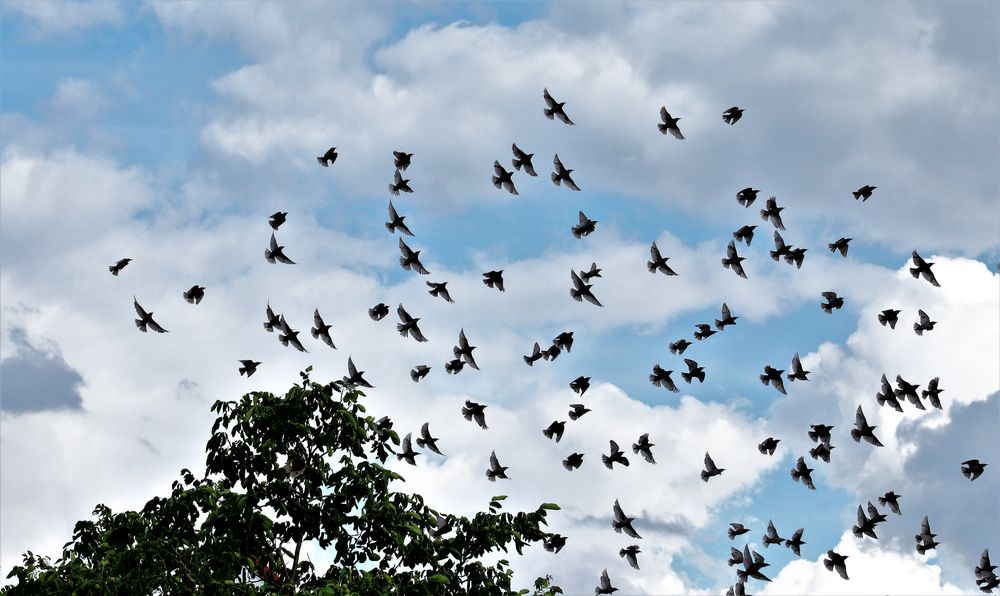 Beim Nachbar... Foto & Bild tiere, wildlife, wild lebende vögel Bilder auf