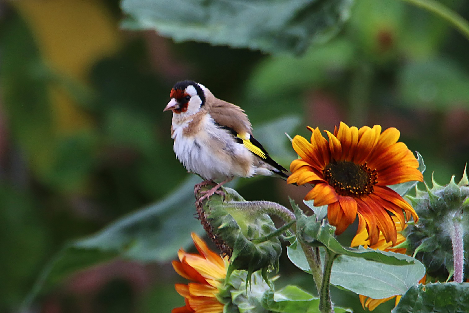 beim Nachbarn auf der Sonnenblume