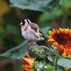 beim Nachbarn auf der Sonnenblume