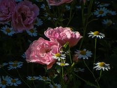 Beim Nachbarn im Garten