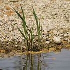 Beim nächsten Hochwasser bin ich dran