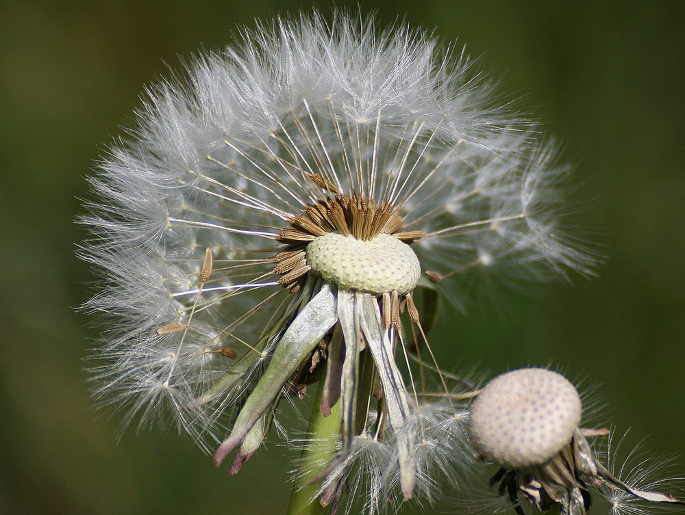 Beim nächsten Windstoss sind sie weg