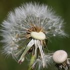 Beim nächsten Windstoss sind sie weg