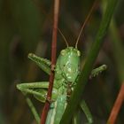 Beim Nägelkauen erwischt - ein nervöses Pferd, wahrscheinlich ein Vollblut (Tettigonia viridissima)