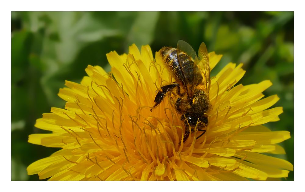 Beim naschen am Löwenzahn Foto &amp; Bild | tiere, wildlife, insekten ...