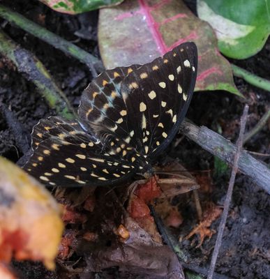 ...beim naschen erwischt...