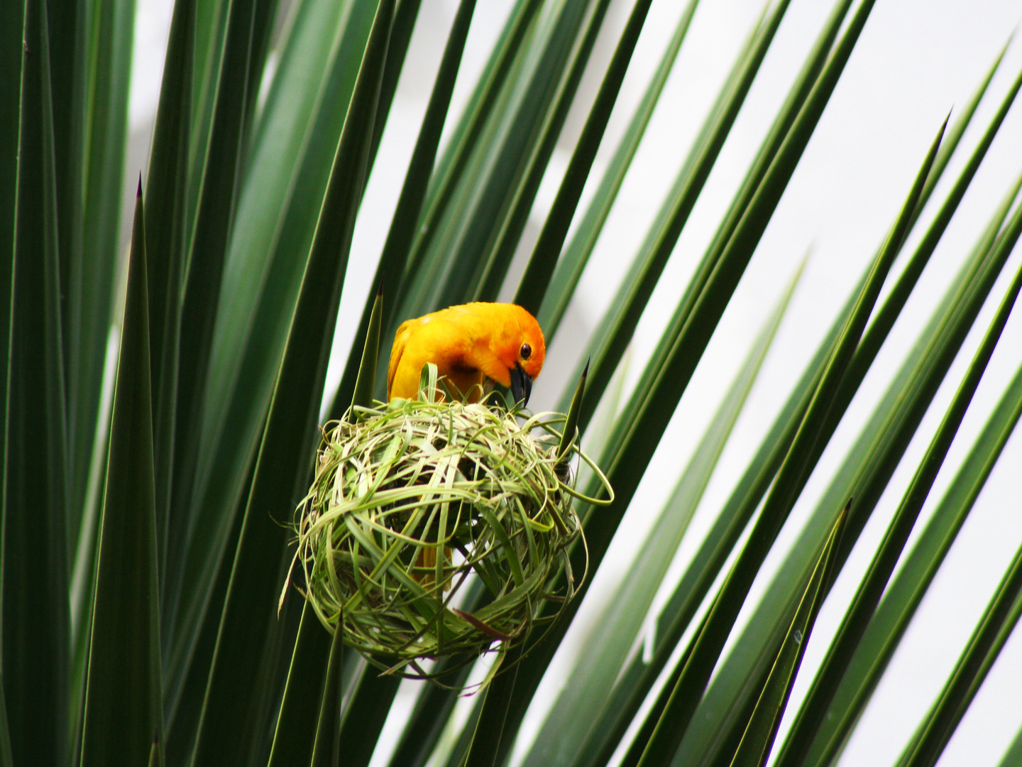 beim Nestbau