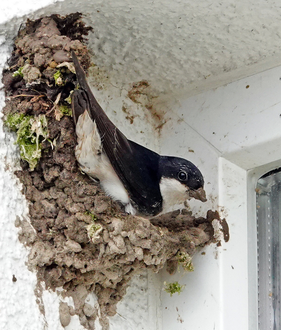 Beim Nestbau