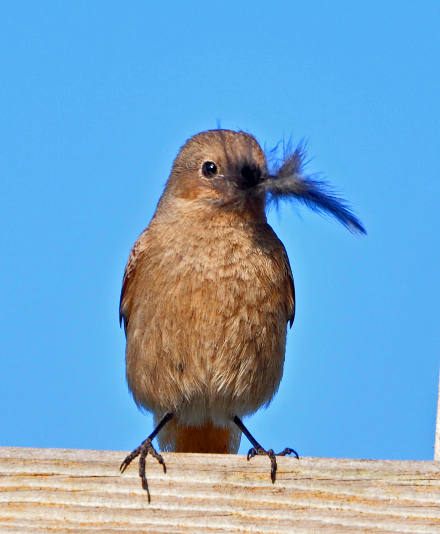 Beim Nestbau