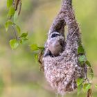 Beim Nestbau