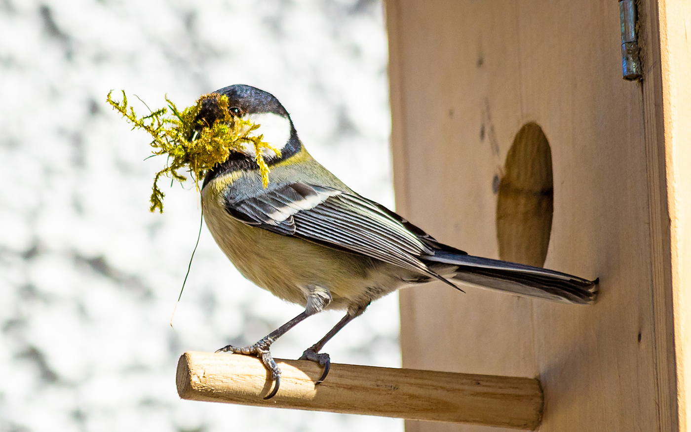 Beim Nestbau