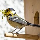 Beim Nestbau