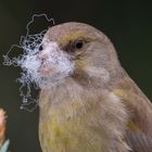 beim Nestbau