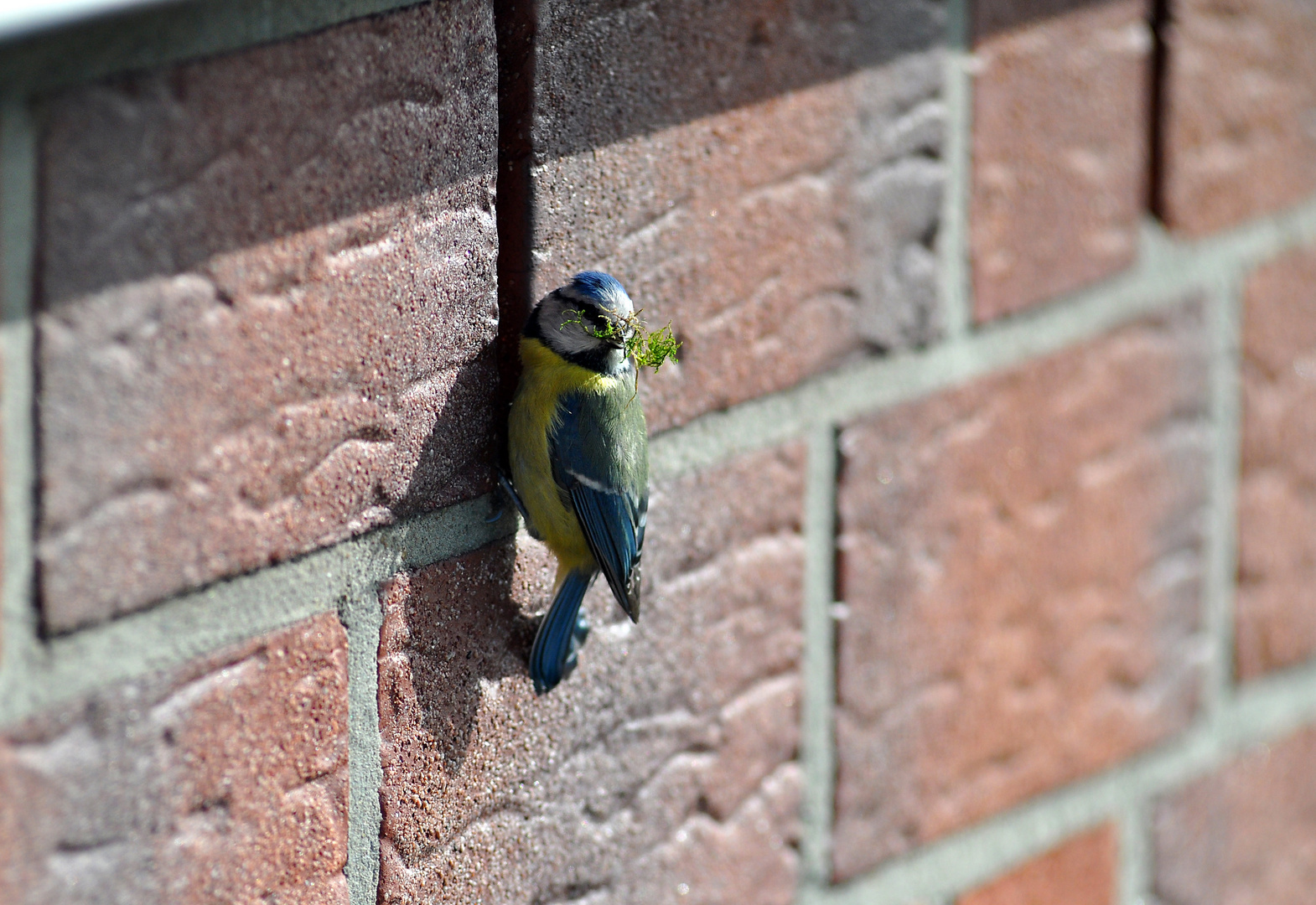 Beim Nestbau der Meisen