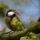 Beim Nestbau