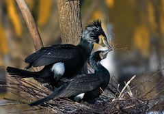 beim Nestbauen