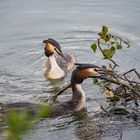 beim Nestbauen