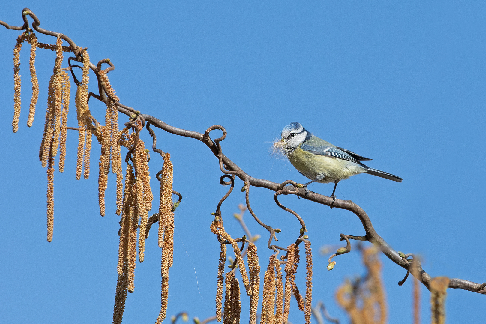 Beim Nestbauen 2 ...