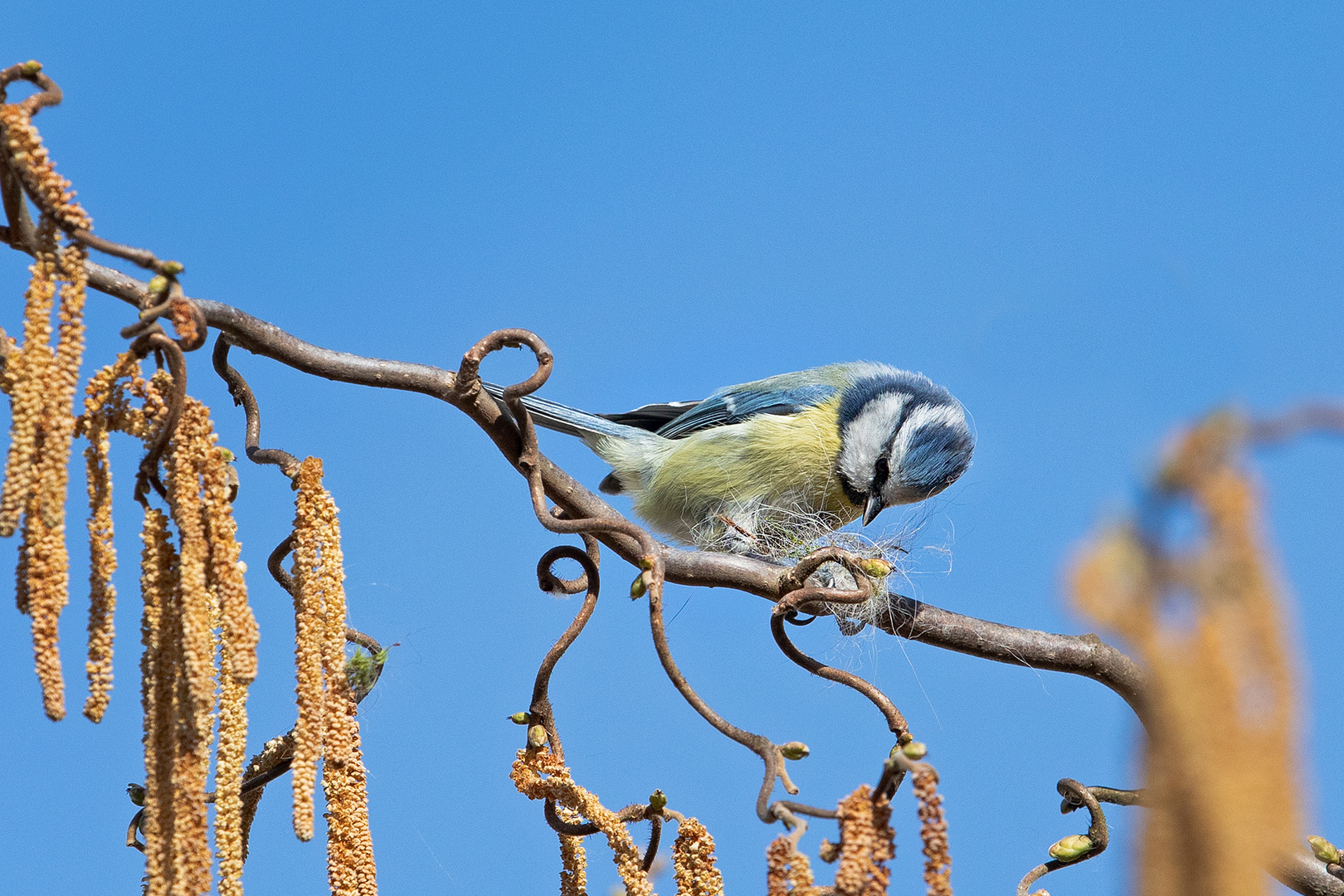 beim Nestbauen 3 ...