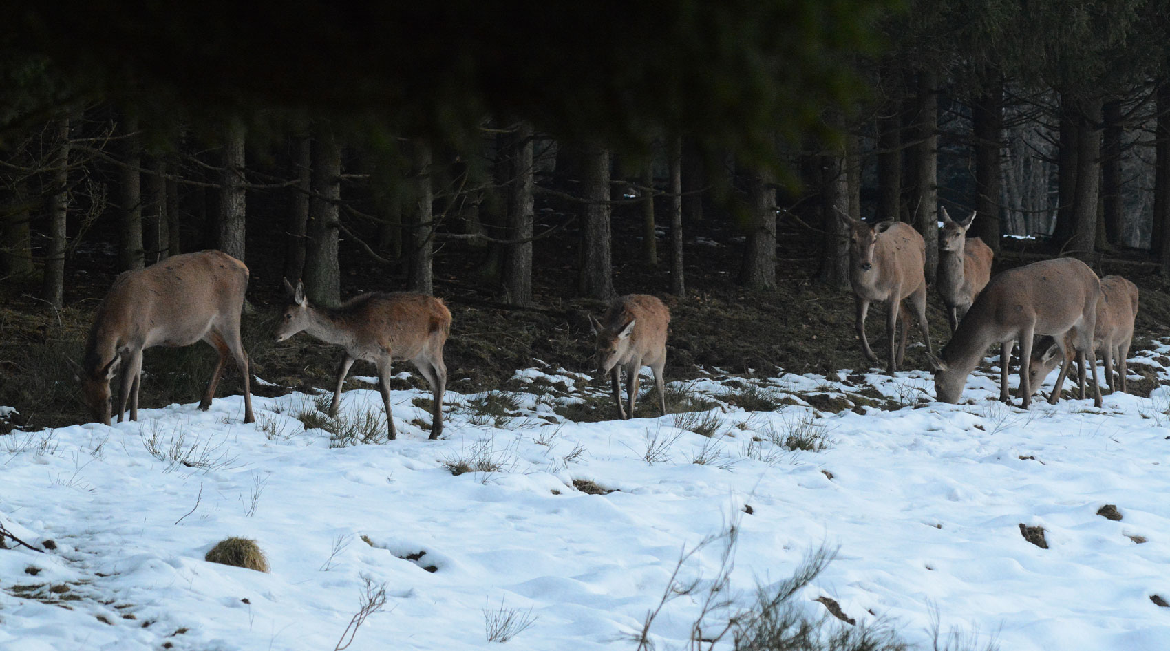 Beim neuen Schnee tritt Kahlwild  aus dem Wald