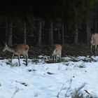 Beim neuen Schnee tritt Kahlwild  aus dem Wald