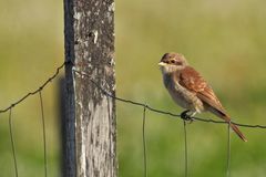 Beim Neuntöter – Nachwuchs an der Käsmühle 06