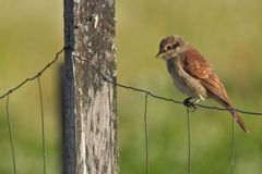 Beim Neuntöter – Nachwuchs an der Käsmühle 07
