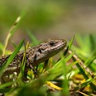 Beim Osterspaziergang entdeckt : Weibliche Zauneidechse - Lacerta agilis 