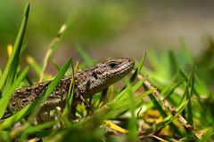 Beim Osterspaziergang entdeckt : Weibliche Zauneidechse - Lacerta agilis 