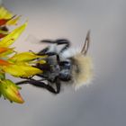 Beim Pollen sammeln