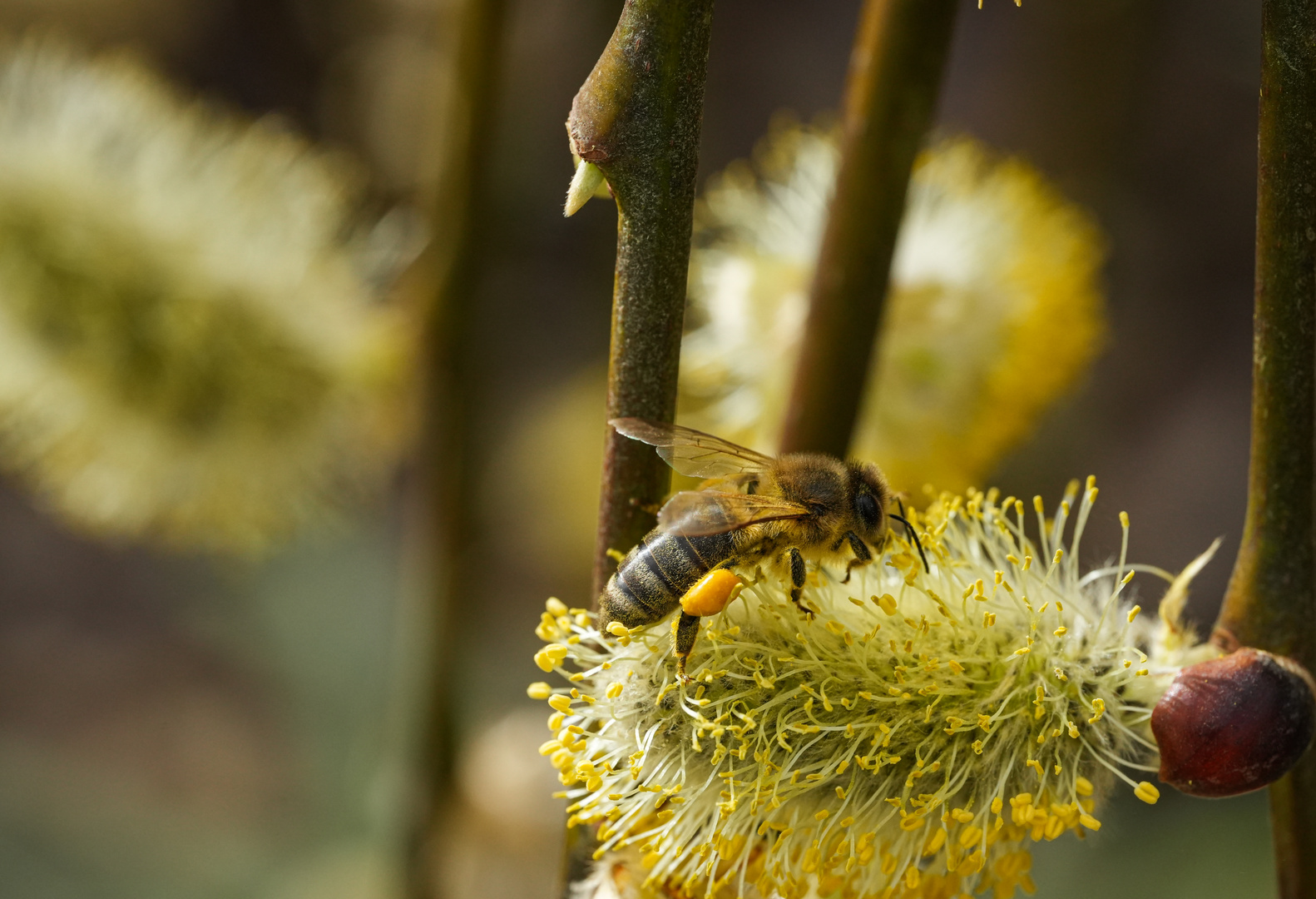 Beim Pollen Sammeln 