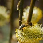 Beim Pollen Sammeln 