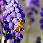 Beim Pollen sammeln