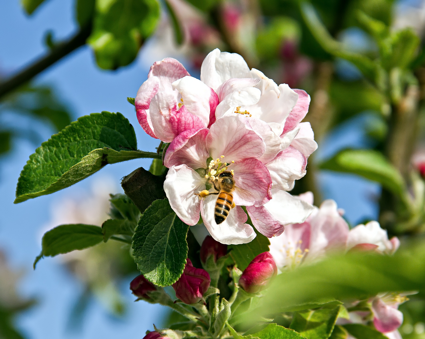 Beim Pollen sammeln