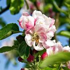 Beim Pollen sammeln