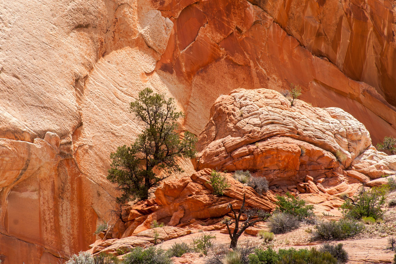 beim Red Top, Yellow Rock Area, Grand Staircase Escalante NM, Utah