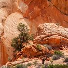 beim Red Top, Yellow Rock Area, Grand Staircase Escalante NM, Utah