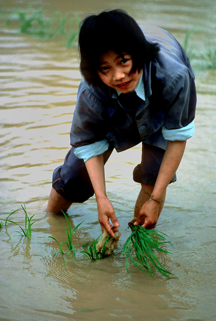 Beim Reisanbau