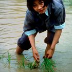Beim Reisanbau