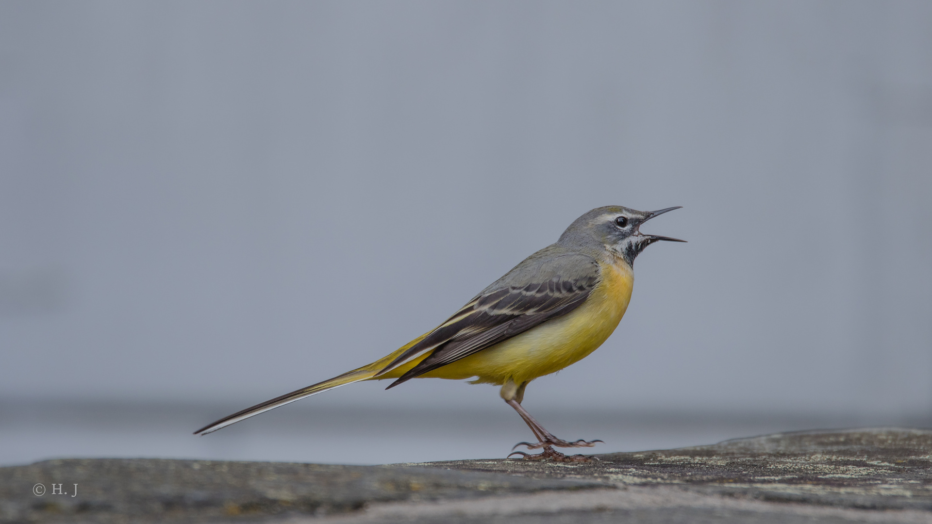 Beim rhythmischen Gesang