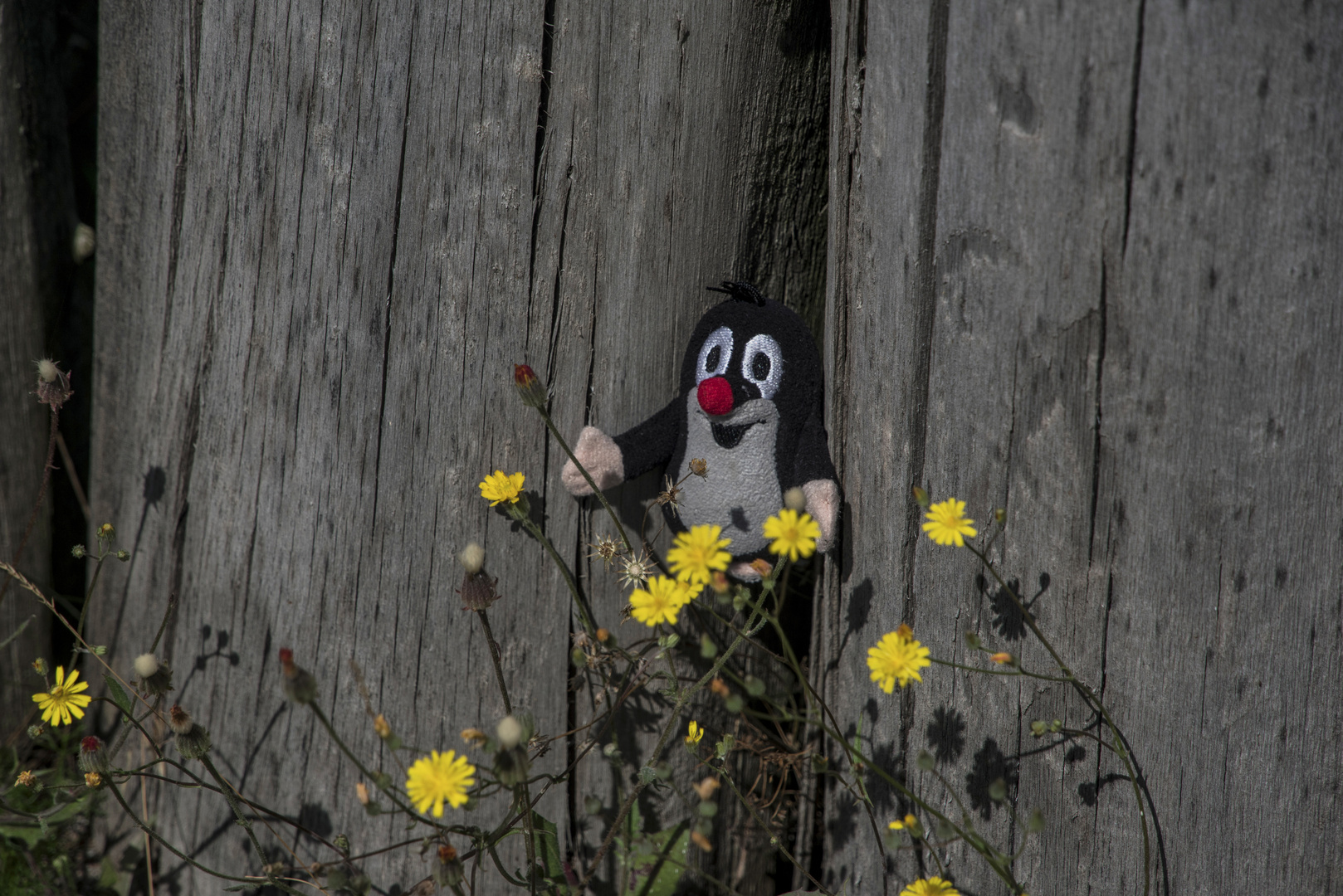 beim Ringheiligtum wollte Krtek/Pauli die Blümchen auch aus der Nähe ansehen