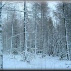 Beim Rodeln in der Eifel