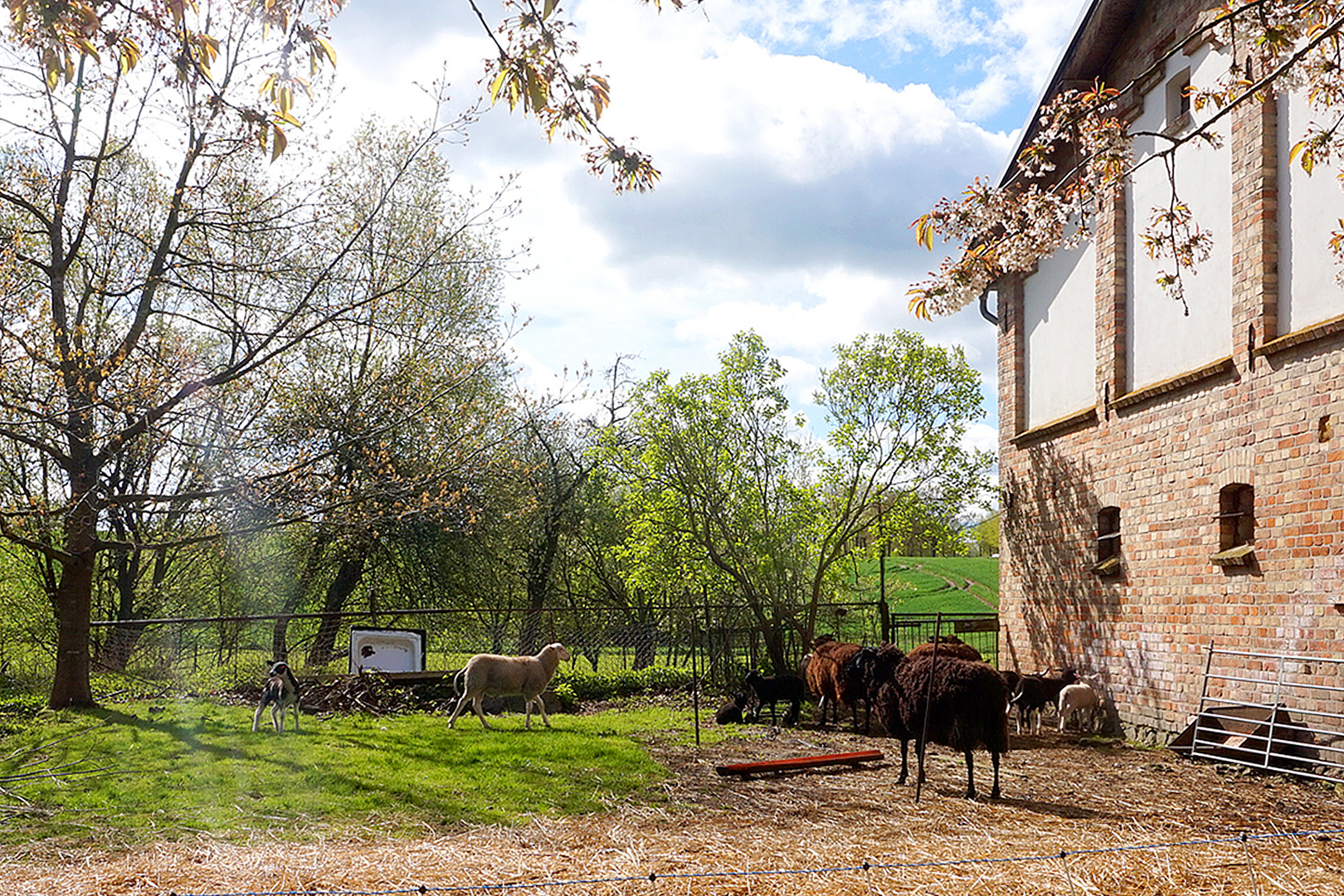 Beim Schafsstall