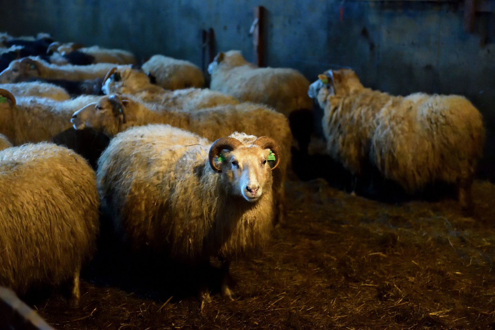 Beim Schafzüchter 2