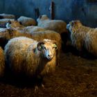 Beim Schafzüchter 2
